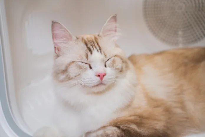 Petkit Airsalon Max Pro